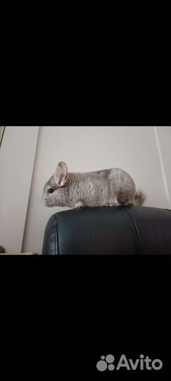 Шиншилла