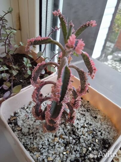 Суккуленты, Каланхоэ, и другие