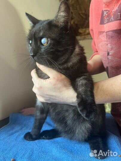 Котик в добрые руки