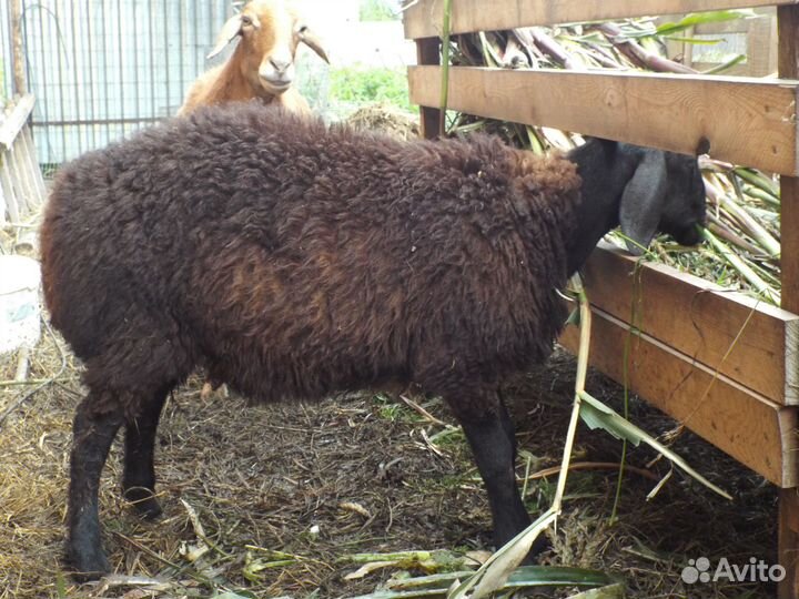 Баранчик Гиссарской породы