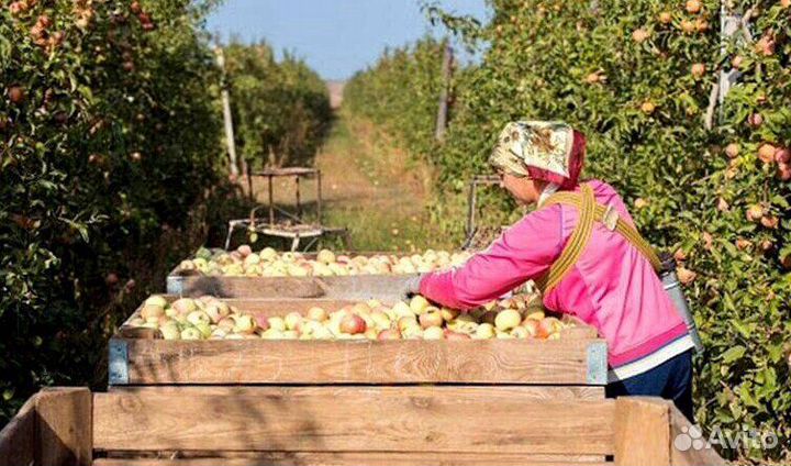 Сборщик вахта