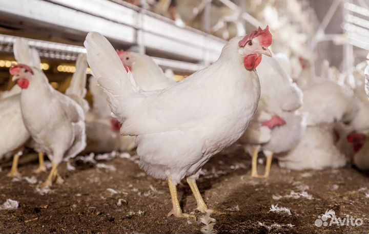 Куры несушки