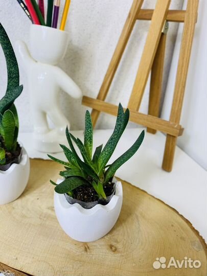 Суккуленты