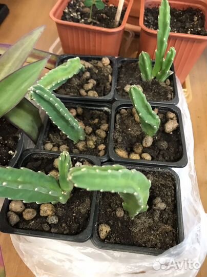 Стапелия суккулентное растение