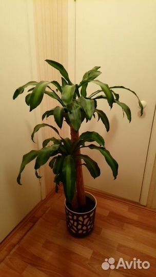 Растение Драцена массенджеана