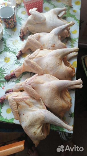 Мясо домашней птицы