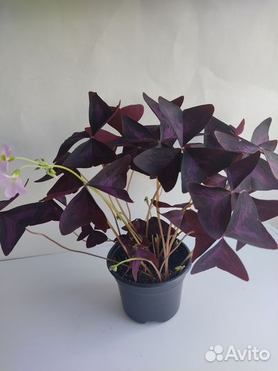 Оксалис, кислица