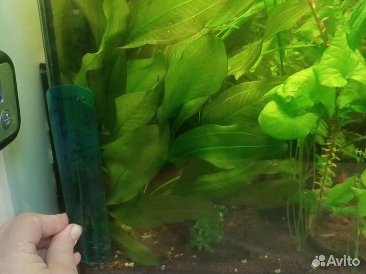 Эхинодорус красный