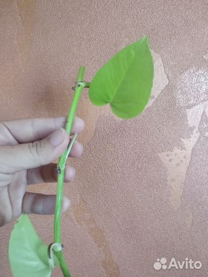 Сциндапсус неон