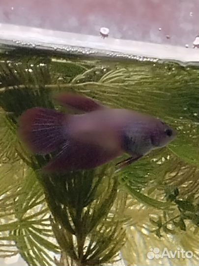 Рыбка петушок