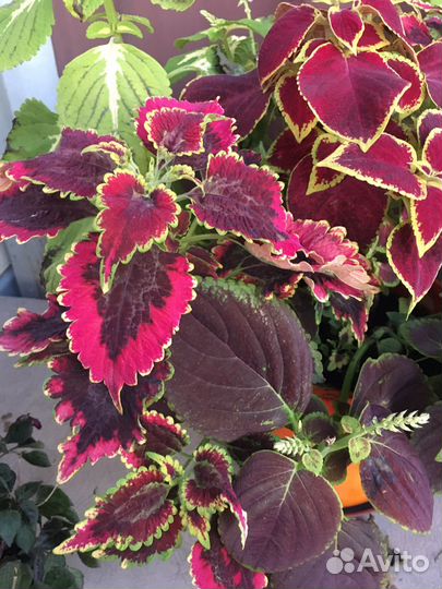 Толстянка,колеусы,бегония,герарь