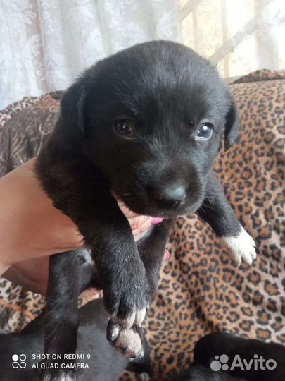 Собака в добрые руки щенок