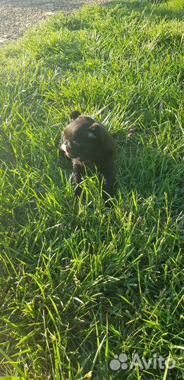 Щенки мопса