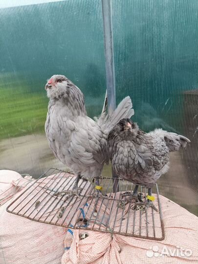 Амераукана курица+петушок