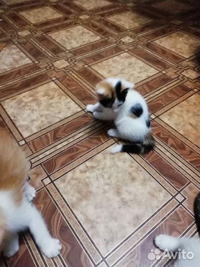 Отдам котят