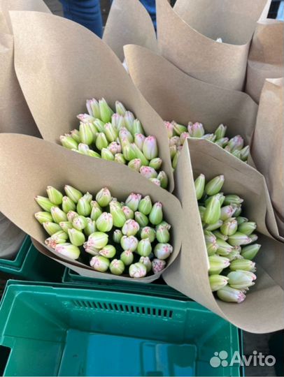 Тюльпаны оптом на 8 марта