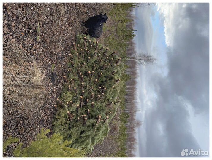 Сосна Рождественская