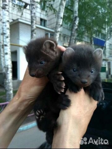 Соболь малыши