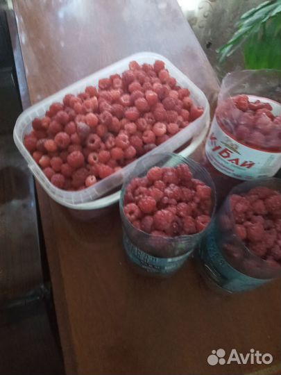 Саженцы ремонтантной малины