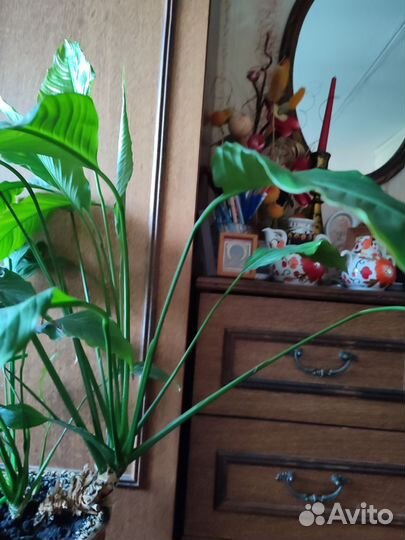 Спатифиллум - взрослый