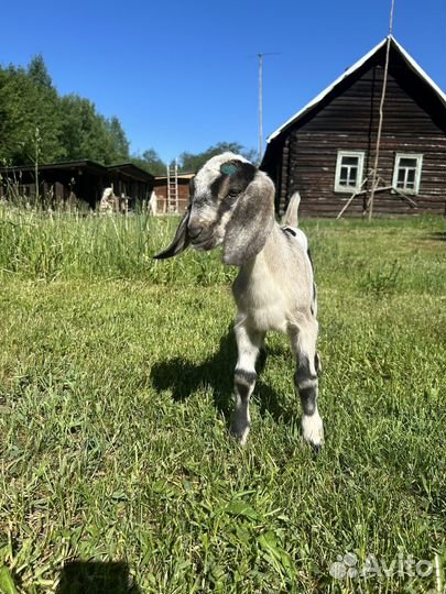 Нубийский козлик