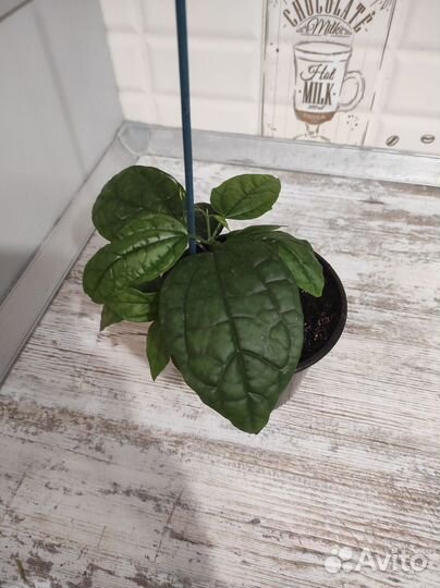 Клеродендрум томпсон