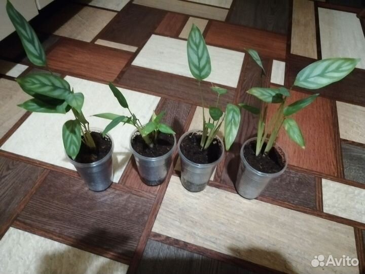 Комнатные цветы