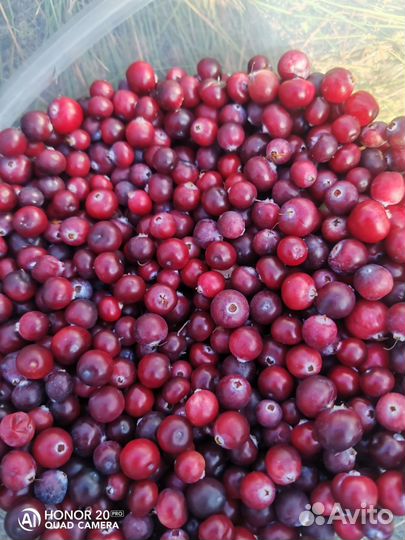 Клюква свежая