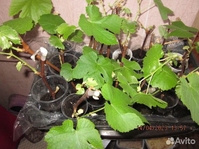 Саженцы винограда