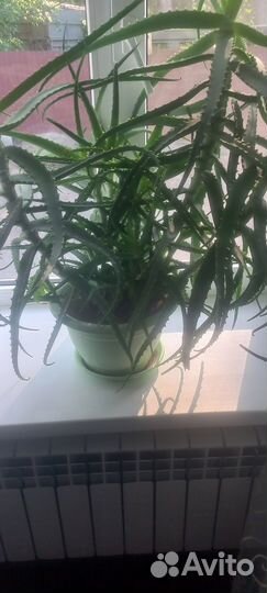 Цветок алоэ