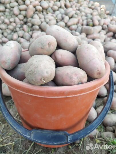 Продам картофель