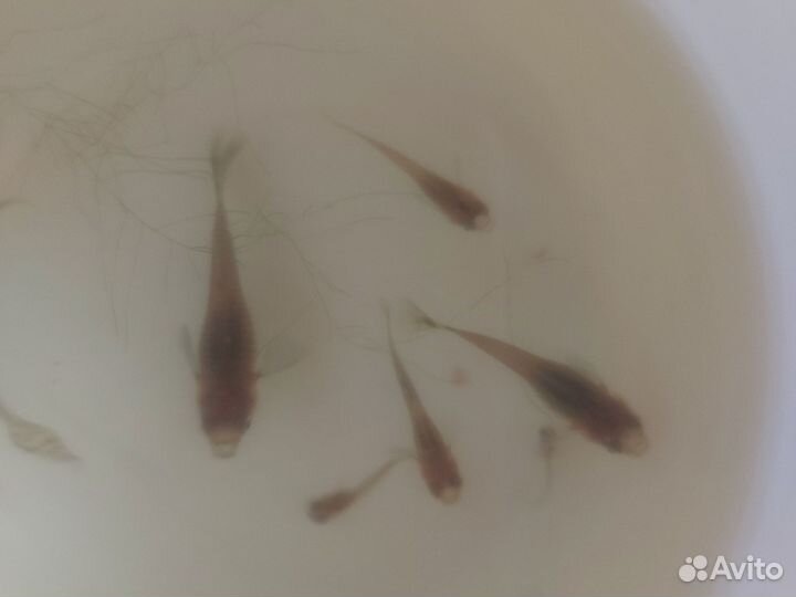 Рыбки гуппи