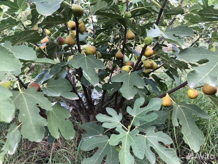 Саженцы и черенки инжира гибрид кадоты