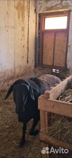 Баран гиссар