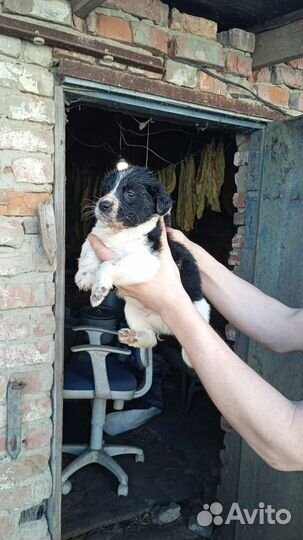 Щенки от спаниеля