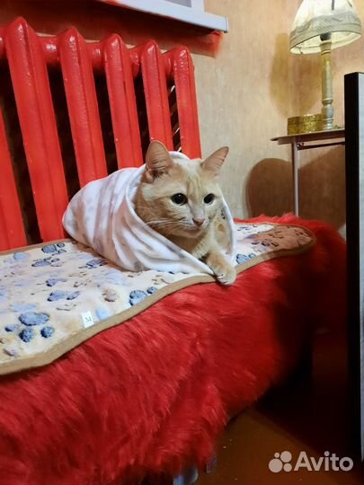 Кошки бесплатно