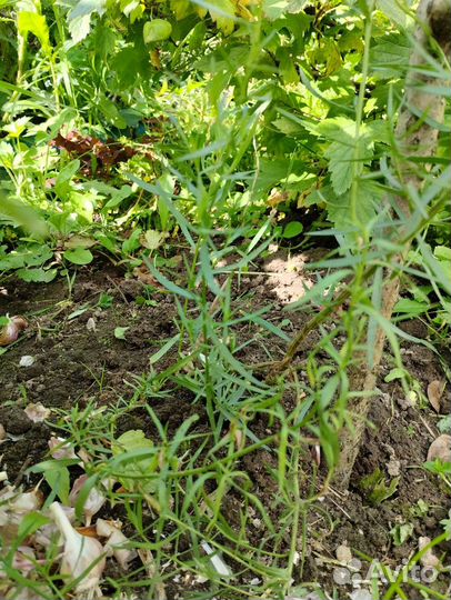 Многолетние пряные и лекарственные растения