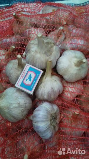 Чеснок озимый (Любаша)