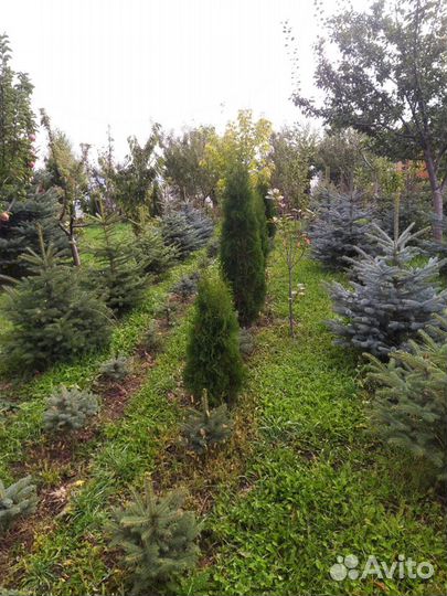 Голубая ель