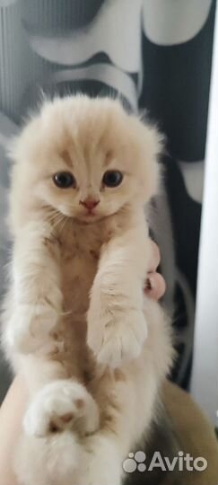 Котята вислоушки