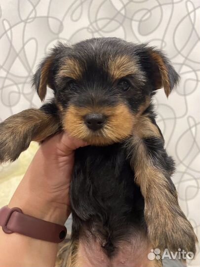 Йоркширский терьер