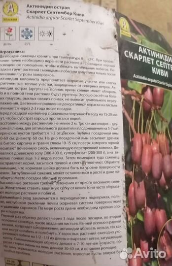 Саженцы актинидия 