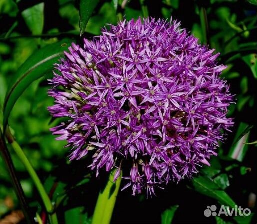 Лук декоративный продаю большими кустами