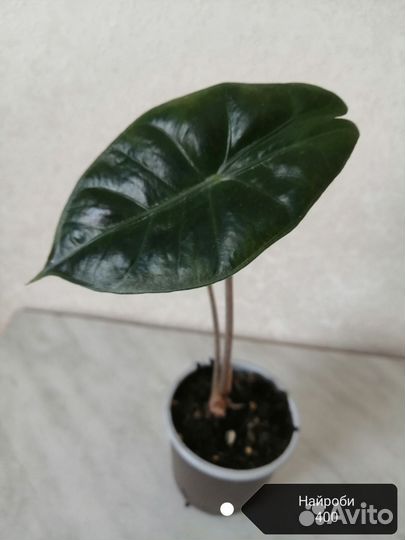 Алоказии разные