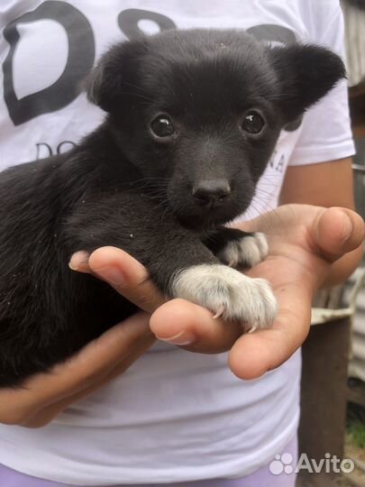 Щеночек девочка