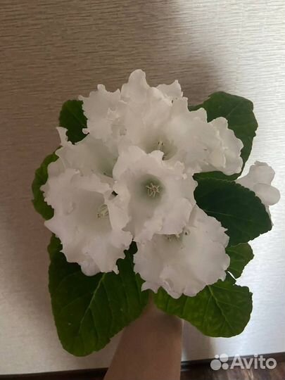 Глоксинии семена