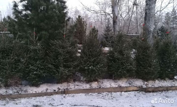 Саженцы сибирской ели экстра класс