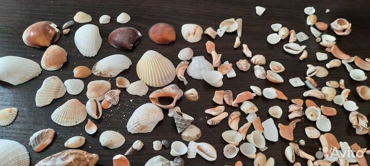 Морские ракушки