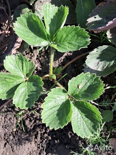 Рассада клубники