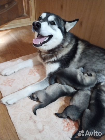 Щенки сибирской хаски